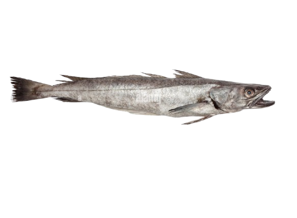 1kg Hake Fish