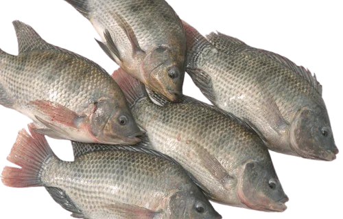 800+ Fishnet Tilapia