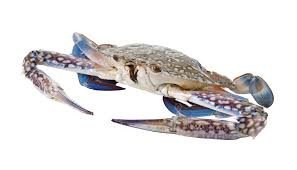 1kg Blue Swimming Crabs