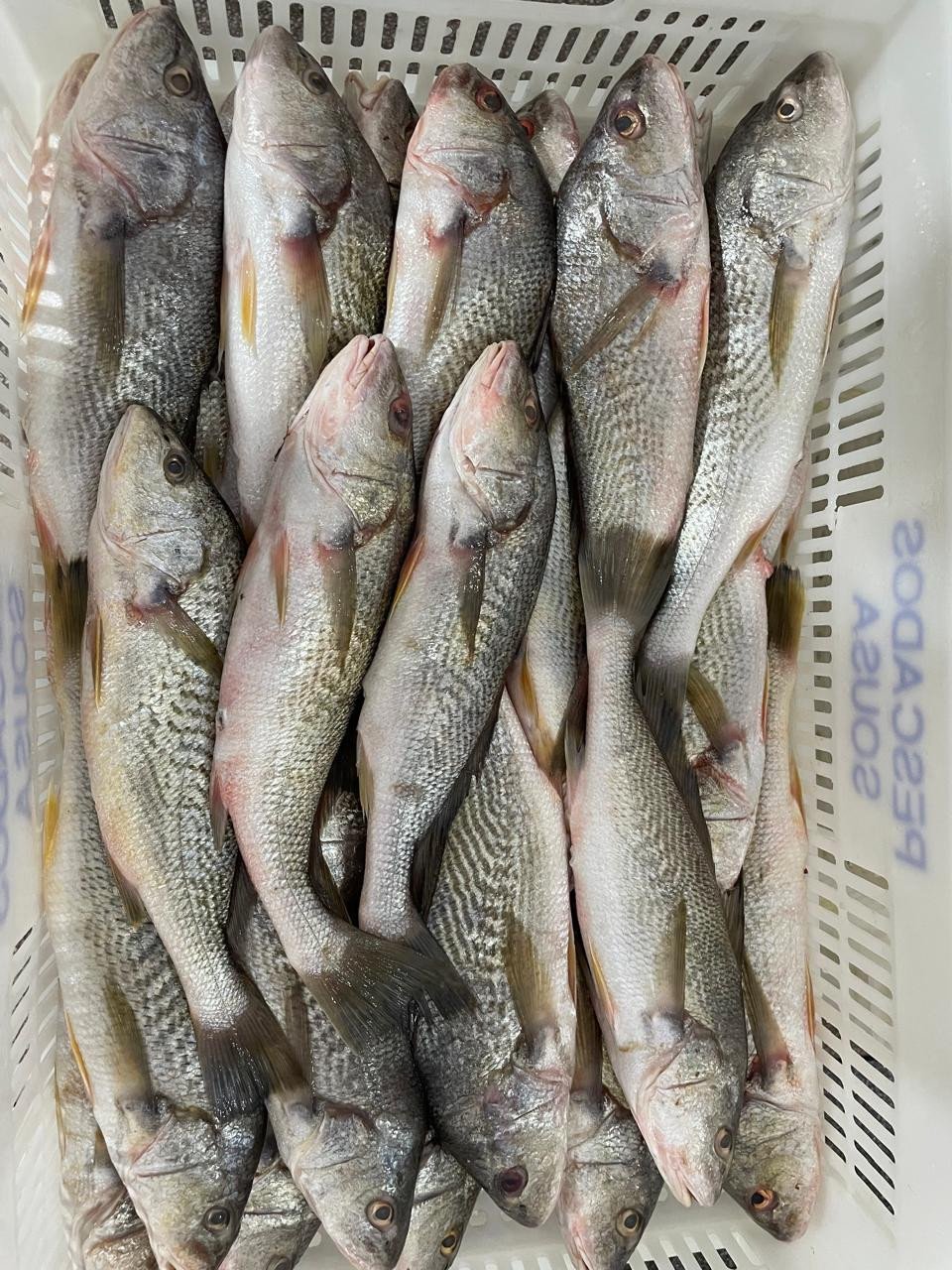 3kg Fan Yellow Croaker Gutted & Scaled