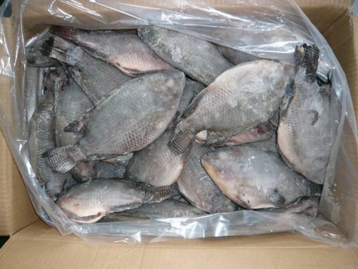 Box Of 800+ Tilapia Medium